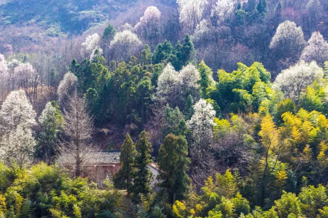 春遊江淮請(qǐng)您來(lái)丨向着紅(hóng)土(tǔ)地的方向，春遊皖西